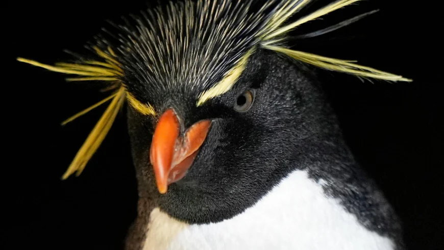 Much like a nursing home, penguins at a Boston aquarium can age with dignity