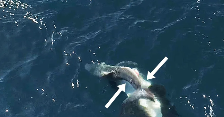 Videos show orcas flipping great white sharks and eating their livers