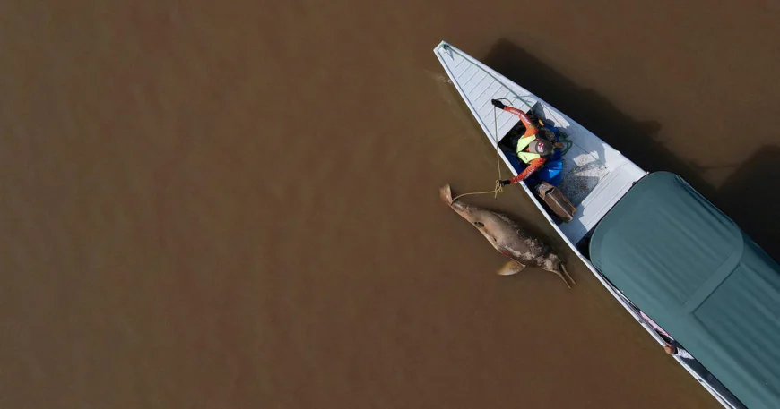 Hundreds of dolphins found dead in lake were in water hotter than jacuzzi