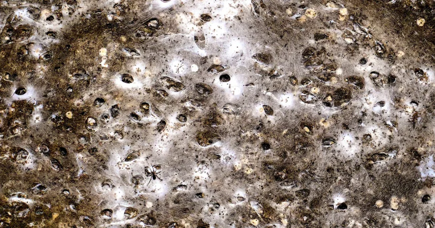 World's largest-known spider's web discovered in cave in Greece