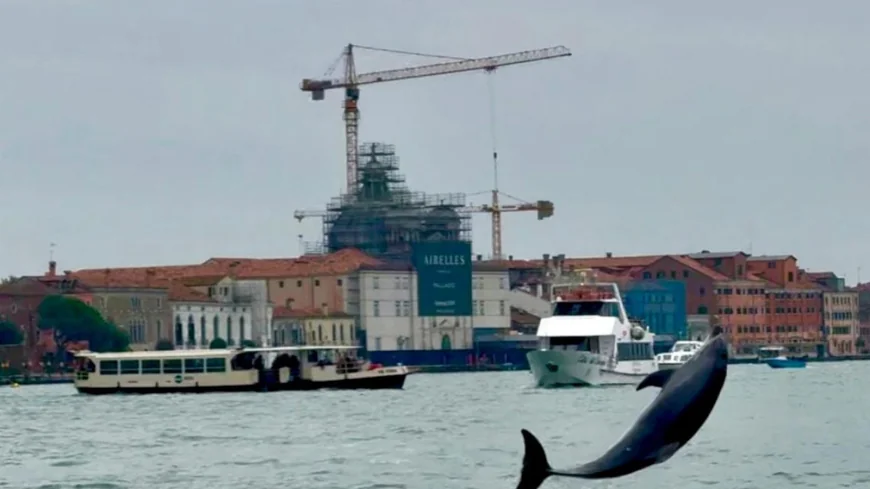 Venice’s newest marvel is a wild, acrobatic dolphin. His refusal to leave puts him in danger