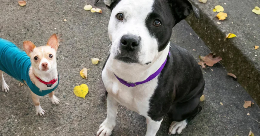 Most dogs have wolf DNA. These breeds have more than others.