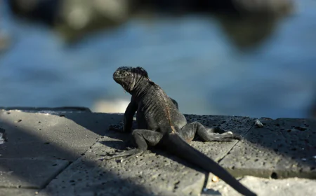 Endangered species convention proposes new rules for growing exotic pet trade