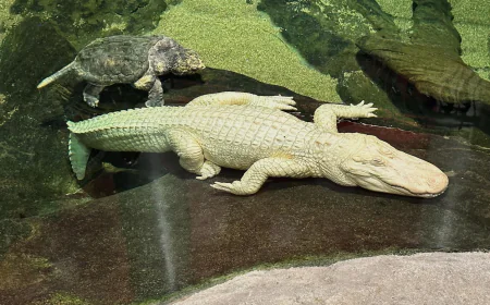 San Francisco's beloved albino alligator Claude dies at 30