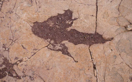 16,000 fossil footprints in central Bolivia reveal dinosaur behavior