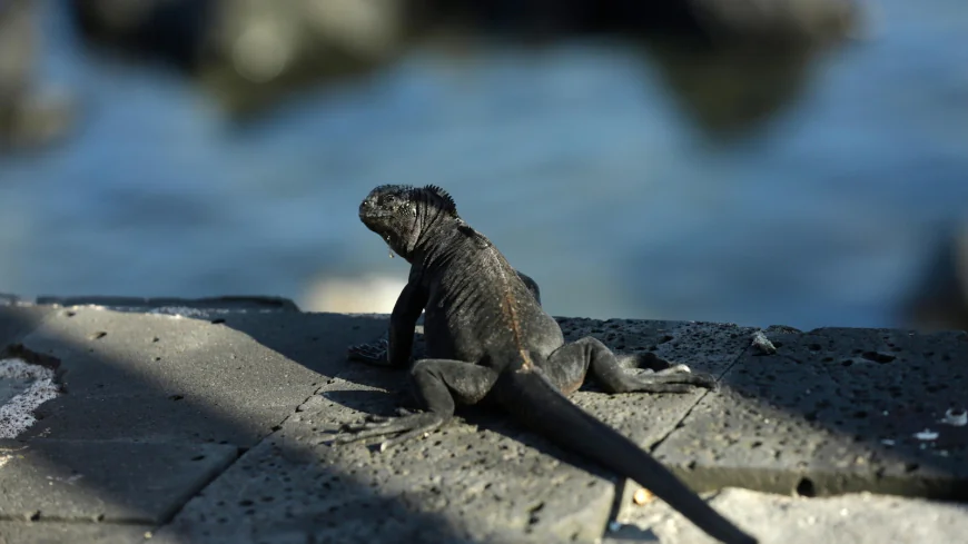 Endangered species convention proposes new rules for growing exotic pet trade