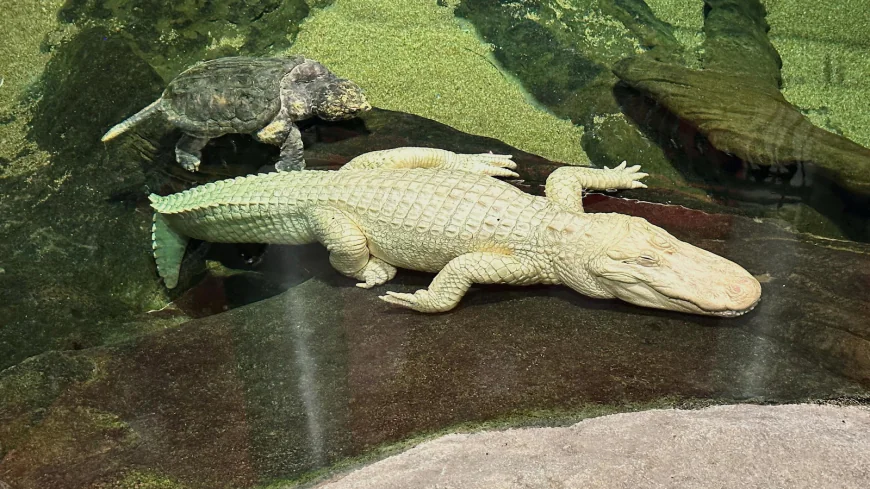 San Francisco's beloved albino alligator Claude dies at 30