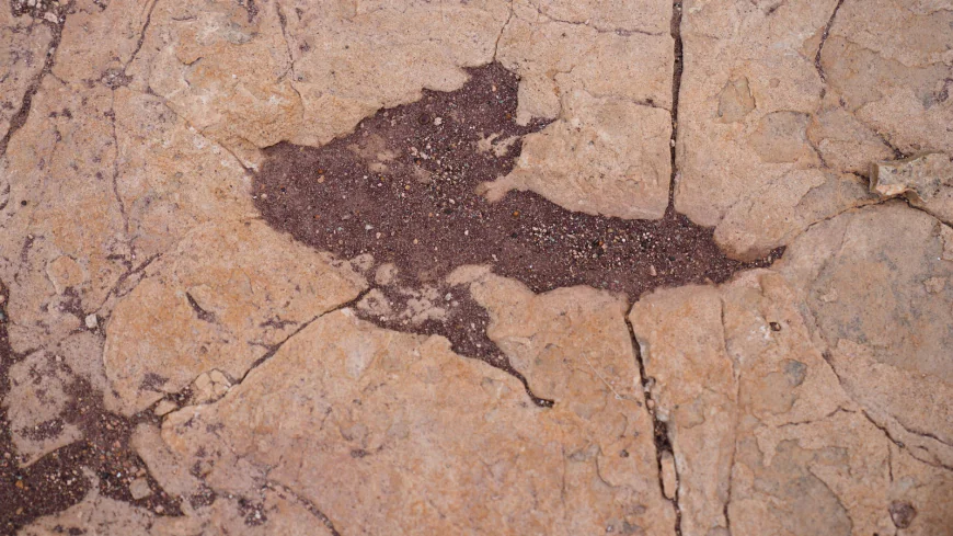 16,000 fossil footprints in central Bolivia reveal dinosaur behavior