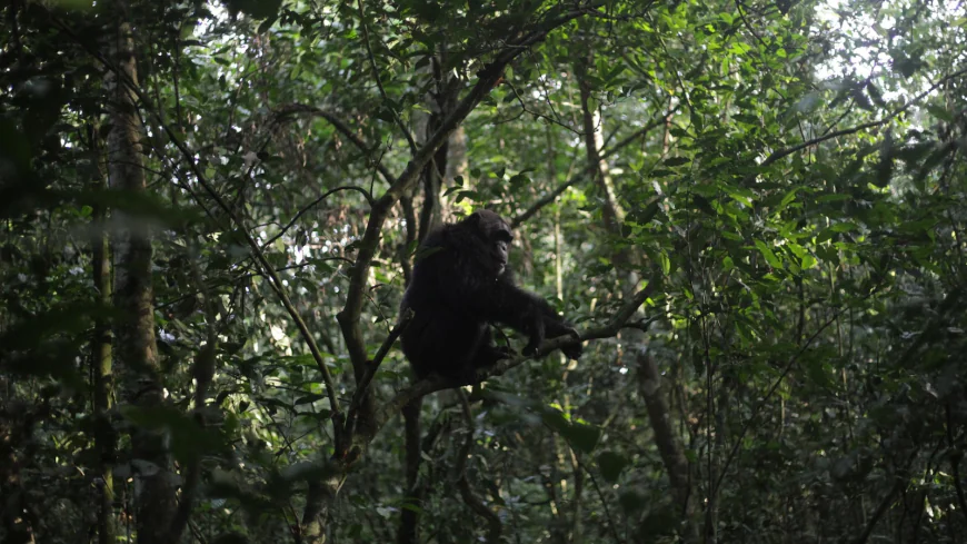 Conservationists connect with chimps in a Ugandan rainforest as they seek a sense of communion
