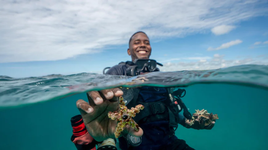 As reefs vanish, assisted coral fertilization offers hope in the Dominican Republic