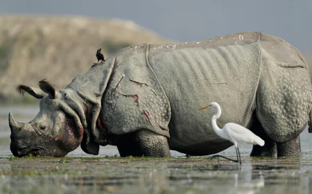Photos show migratory birds after their arrival at an Indian wildlife sanctuary