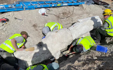 Fossils found at Dinosaur National Monument, first excavation in 100 years