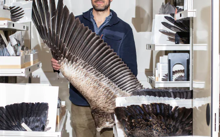 Filoplumes Are Nature’s Super Feather