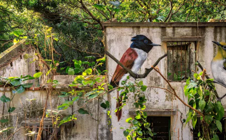 Across the forgotten walls of a Hong Kong island, a flock of bird murals rises