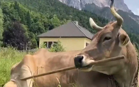 Clever cow figures out multiple ways to scratch herself with a broom