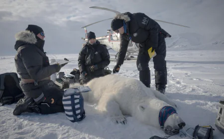 Scientists "quite surprised" to find one polar bear population thriving