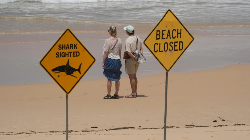 Surfer bitten in 4th shark attack off Australia's east coast in 3 days