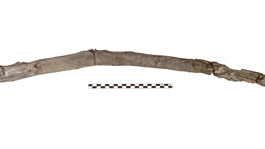 Scientists recover the oldest wooden tools from a site in Greece