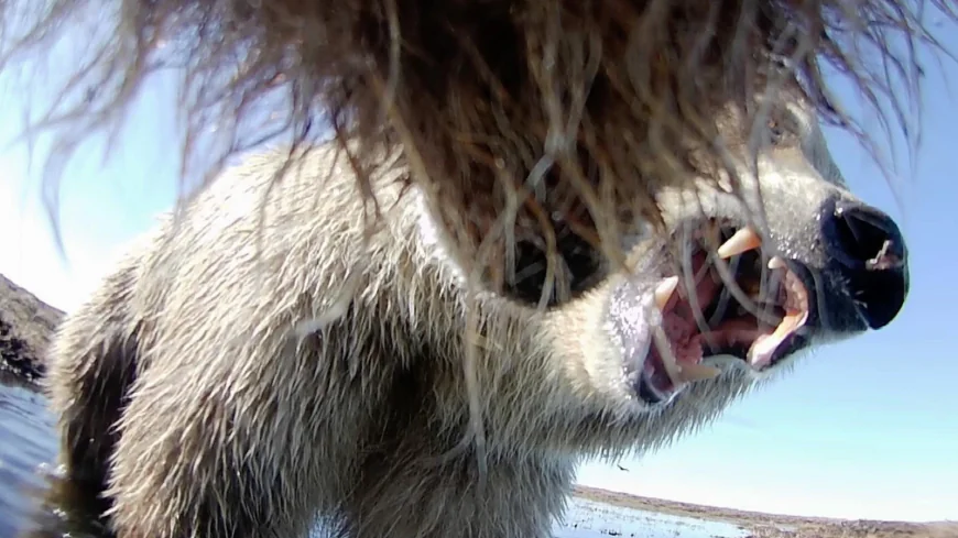 Collar cams offer a bear's eye view into the lives of grizzlies on Alaska's desolate North Slope